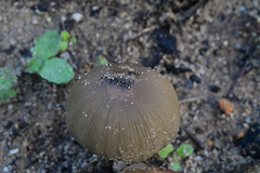 Coprinellus bipellis