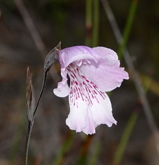 Gladiolus hirsutus