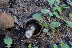 Coprinellus bipellis