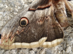 Saturnia pyri