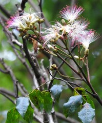 Archidendron grandiflorum