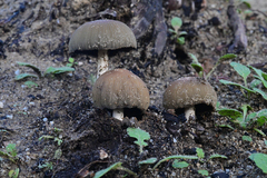 Coprinellus bipellis