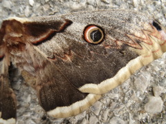 Saturnia pyri