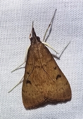 Uresiphita reversalis