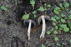Coprinellus bipellis