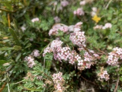Pimelea alpina
