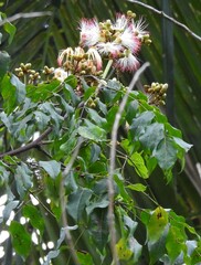 Archidendron grandiflorum