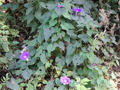 Ipomoea orizabensis austromexicana