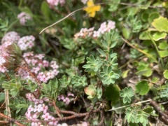 Pimelea alpina