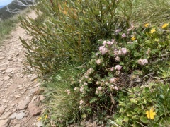 Pimelea alpina