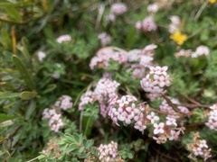Pimelea alpina