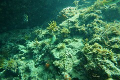 Notolabrus tetricus