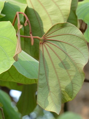 Piliostigma foveolatum