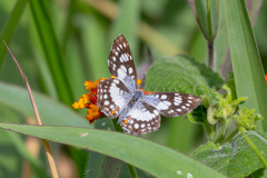 Ariconias glaphyra