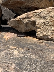 Egernia kingii