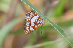 Ariconias glaphyra