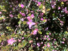 Boronia algida