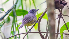 Dysithamnus mentalis