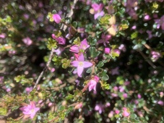 Boronia algida