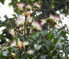Archidendron grandiflorum
