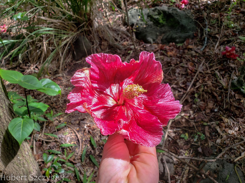 Thespesia grandiflora observed 2022-12-27