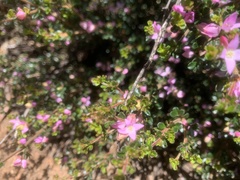 Boronia algida