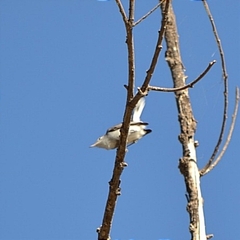 Polioptila