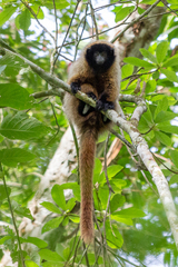 Callicebus personatus