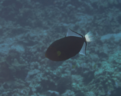 Melichthys vidua