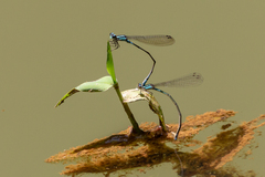 Acanthagrion