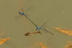 Acanthagrion