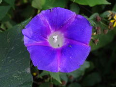 Ipomoea orizabensis austromexicana