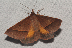 Epidesmia chilonaria