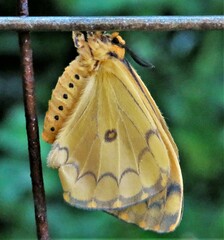 Pseudaphelia apollinaris