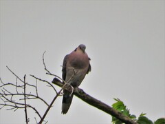 Streptopelia semitorquata
