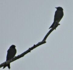 Dicrurus adsimilis adsimilis