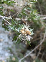 Brickellia laciniata