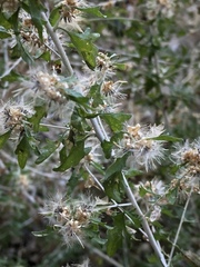 Brickellia laciniata