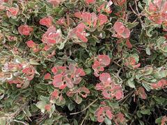 Adenanthos cuneatus