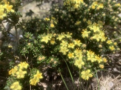 Asterolasia trymalioides