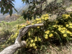 Asterolasia trymalioides