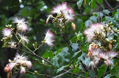 Archidendron grandiflorum