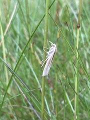 Orocrambus ramosellus