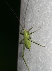 Leptophyes punctatissima
