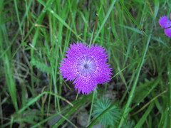 Dianthus seguieri