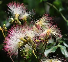 Archidendron grandiflorum