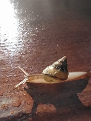 Urocyclidae