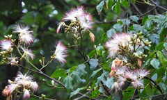 Archidendron grandiflorum