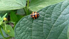 Botanochara decempustulata