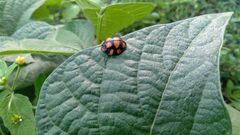 Botanochara decempustulata